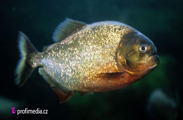 Piraně