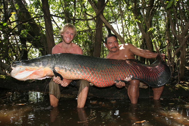 Arapaima