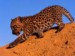 Leopardí mládě